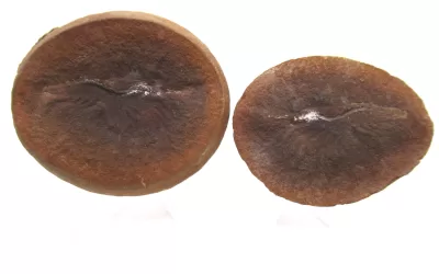 Mazon Creek Shrimp Nodule #138