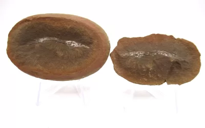 Mazon Creek Shrimp Nodule #139