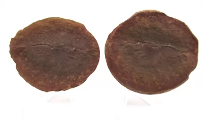 Mazon Creek Shrimp Nodule #140