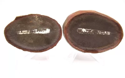 Mazon Creek Worm Nodule #145