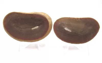 Mazon Creek Worm Nodule #149