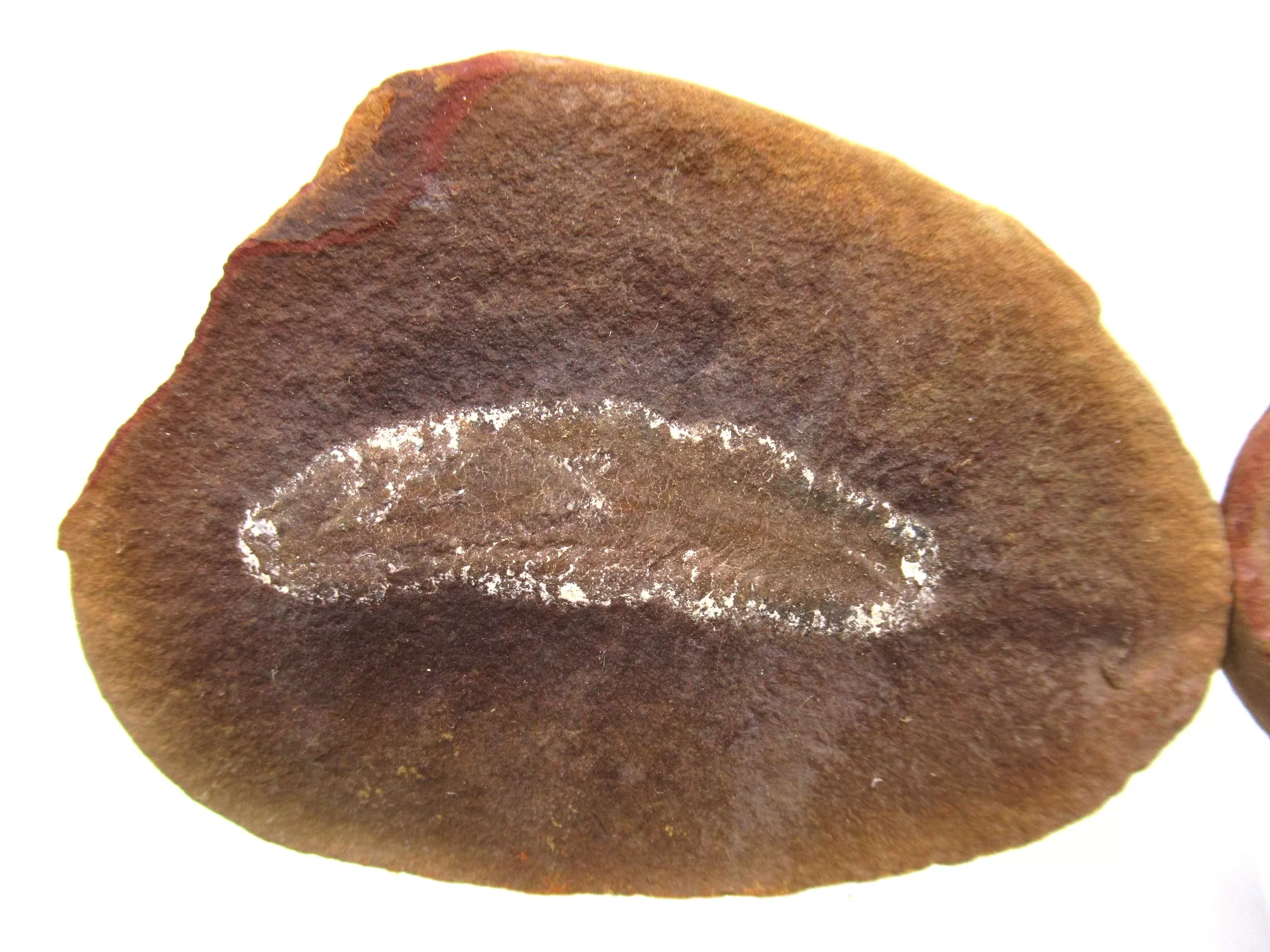 illinois mazon creek worm nodule 151a | Fossils for Sale Genuine Pennsylvanian Age Mazon Creek Worm Nodule Fossils From Illinois For Sale #151a