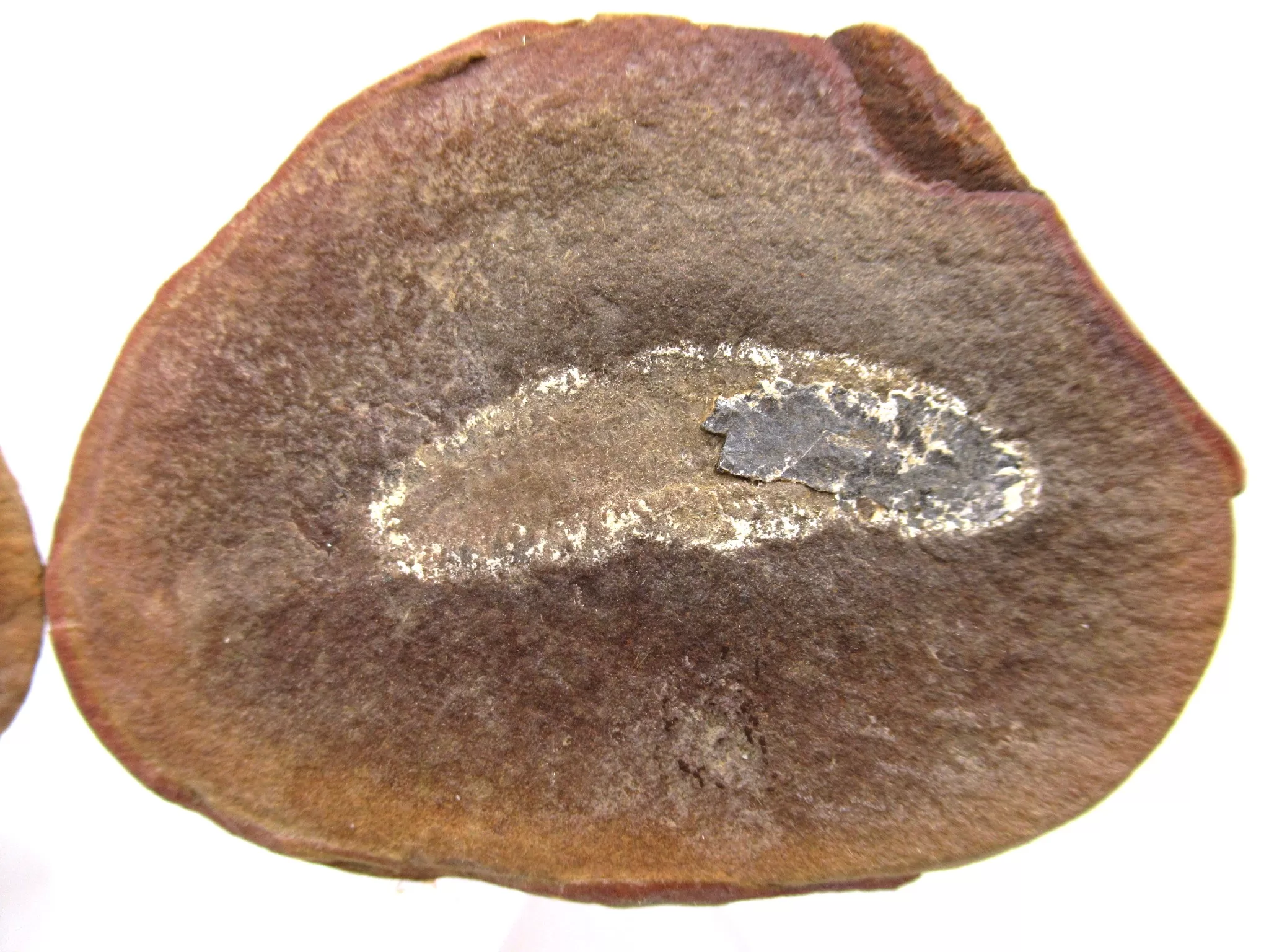 illinois mazon creek worm nodule 151b | Fossils for Sale Genuine Pennsylvanian Age Mazon Creek Worm Nodule Fossils From Illinois For Sale #151b