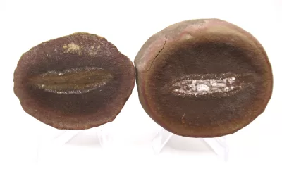 Mazon Creek Worm Nodule #152