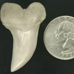Isurus planus Shark Tooth #13