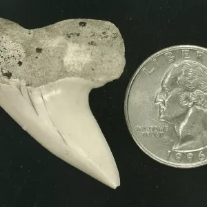 Isurus planus Shark Tooth #14