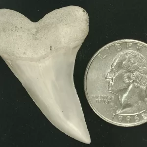 Isurus planus Shark Tooth #18