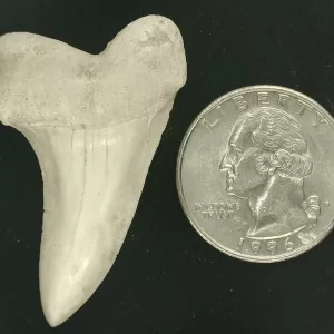 Isurus planus Shark Tooth #19