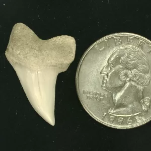 Isurus planus Shark Tooth #2