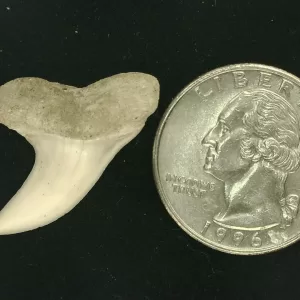 Isurus planus Shark Tooth #3