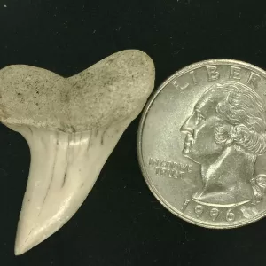 Isurus planus Shark Tooth #5