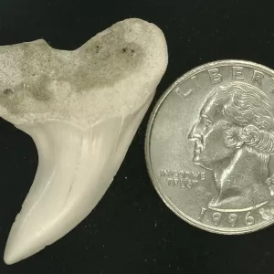 Isurus planus Shark Tooth #9