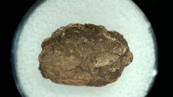 Genuine Permian Age Reptile Coprolite Fossil for Sale from Texas #49