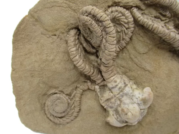 Genuine Permian Age Jimbacrinus Crinoid Fossil For Sale from Australia #5a