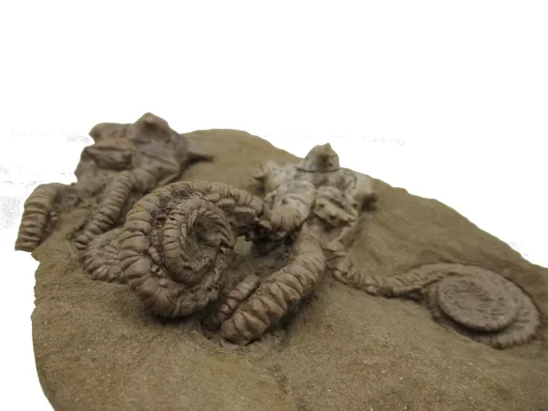 Genuine Permian Age Jimbacrinus Crinoid Fossil For Sale from Australia #5g