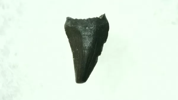 Genuine Cretaceous Age Raptor Dinosaur Tooth Fossils For Sale From Montana #32a