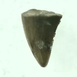 Genuine Cretaceous Age Raptor Dinosaur Tooth Fossils For Sale From Montana #34