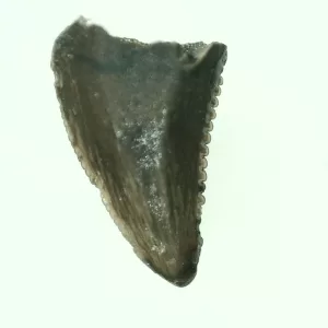 Genuine Cretaceous Age Raptor Dinosaur Tooth Fossils For Sale From Montana #36a