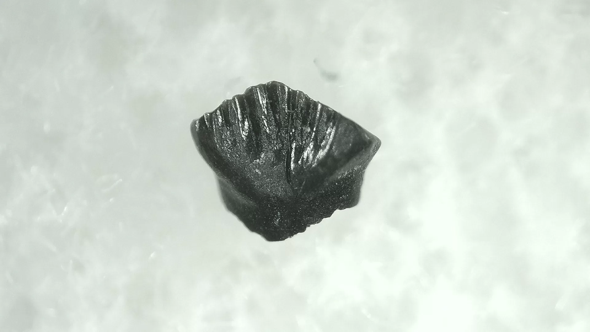 Cretaceous Montana Stegoceras Pachycephalosaur Tooth 1 | Fossils for Sale Genuine Cretaceous Stegoceras Pachycephalosaur Tooth For Sale From Montana #1