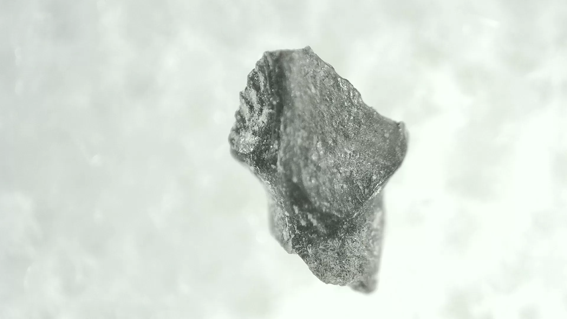 Cretaceous Montana Stegoceras Pachycephalosaur Tooth 10 | Fossils for Sale Genuine Cretaceous Stegoceras Pachycephalosaur Tooth For Sale From Montana #10