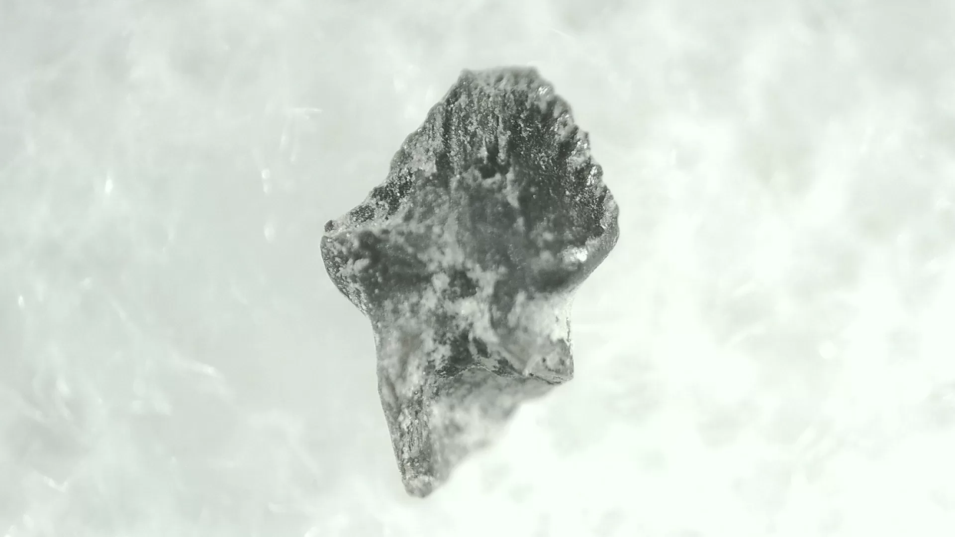 Cretaceous Montana Stegoceras Pachycephalosaur Tooth 10a | Fossils for Sale Genuine Cretaceous Stegoceras Pachycephalosaur Tooth For Sale From Montana #10a