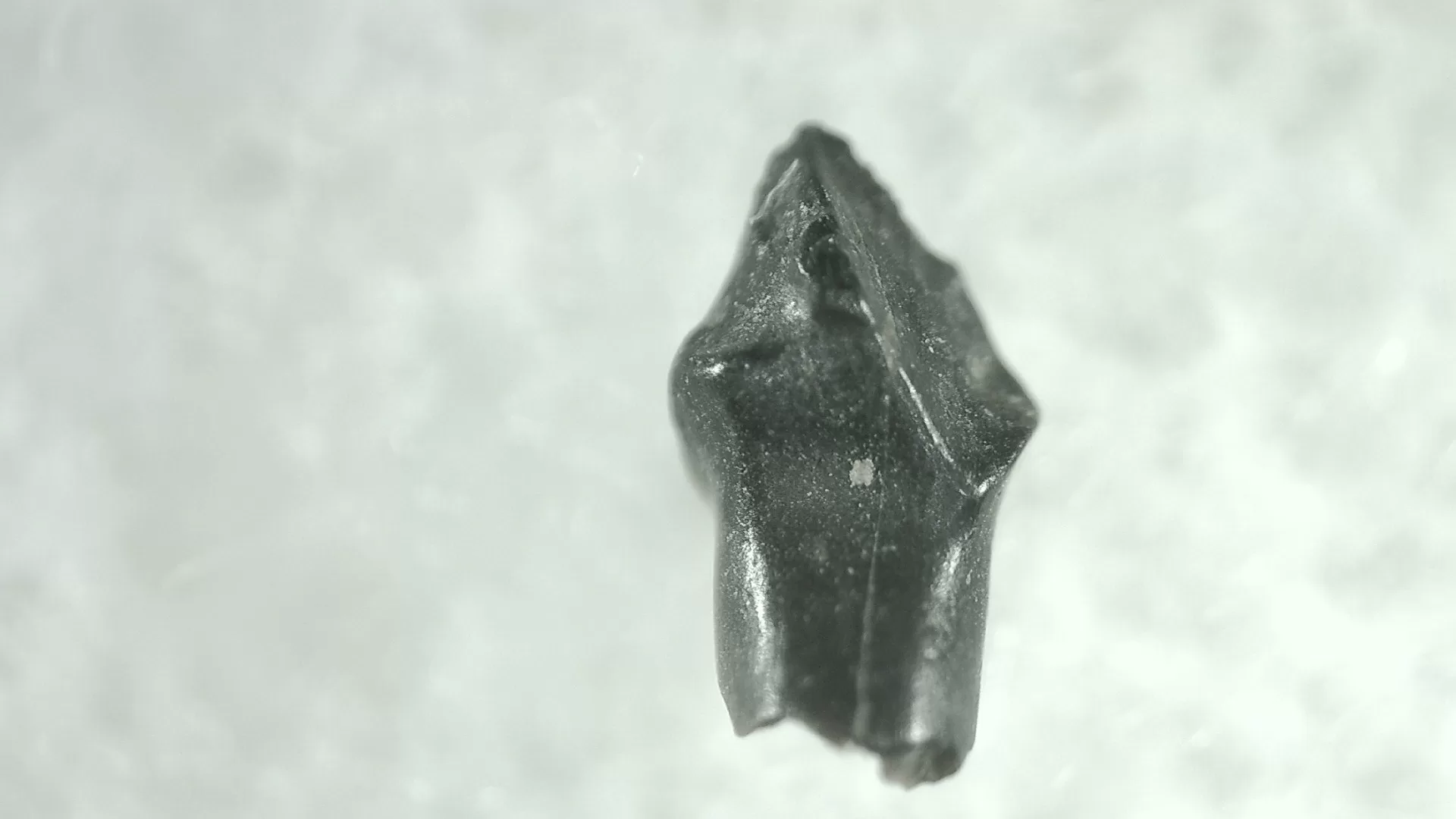 Cretaceous Montana Stegoceras Pachycephalosaur Tooth 11 | Fossils for Sale Genuine Cretaceous Stegoceras Pachycephalosaur Tooth For Sale From Montana #11