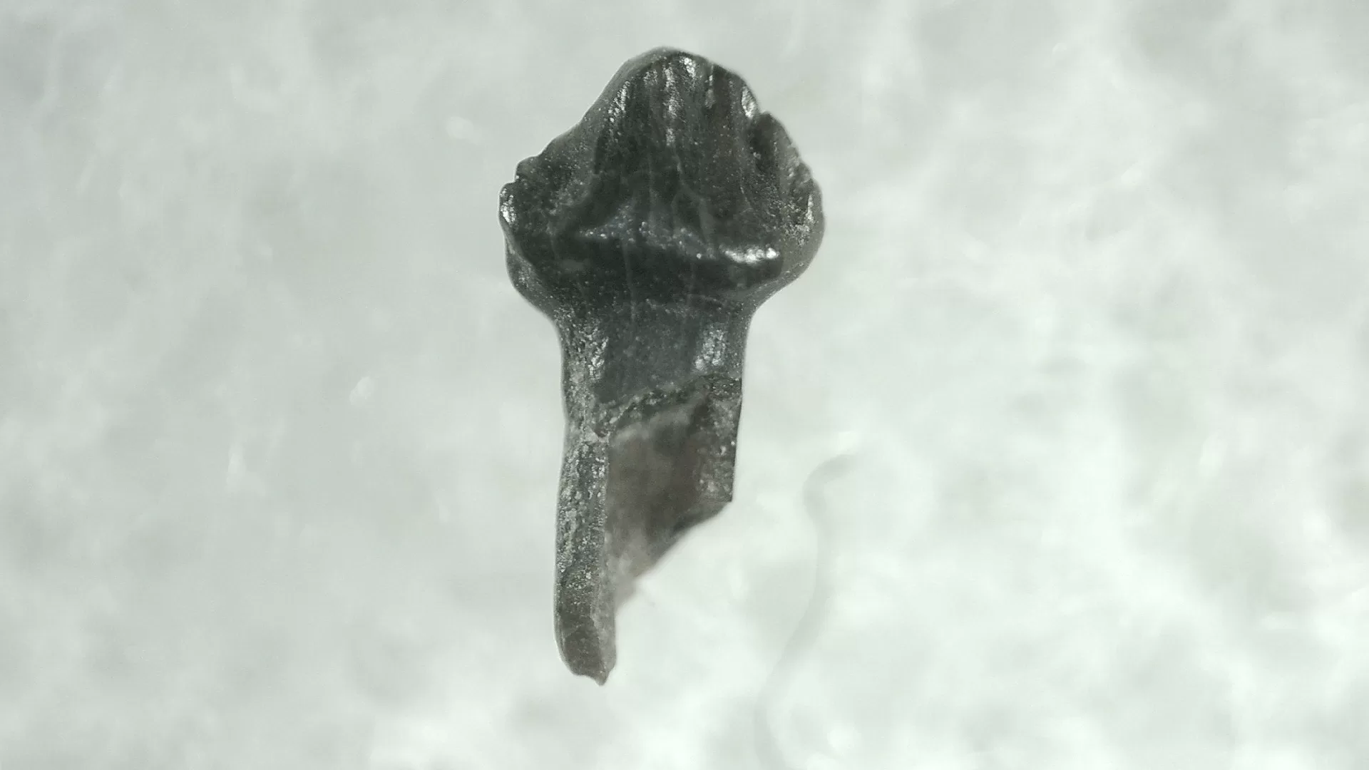 Cretaceous Montana Stegoceras Pachycephalosaur Tooth 12a | Fossils for Sale Genuine Cretaceous Stegoceras Pachycephalosaur Tooth For Sale From Montana #12a