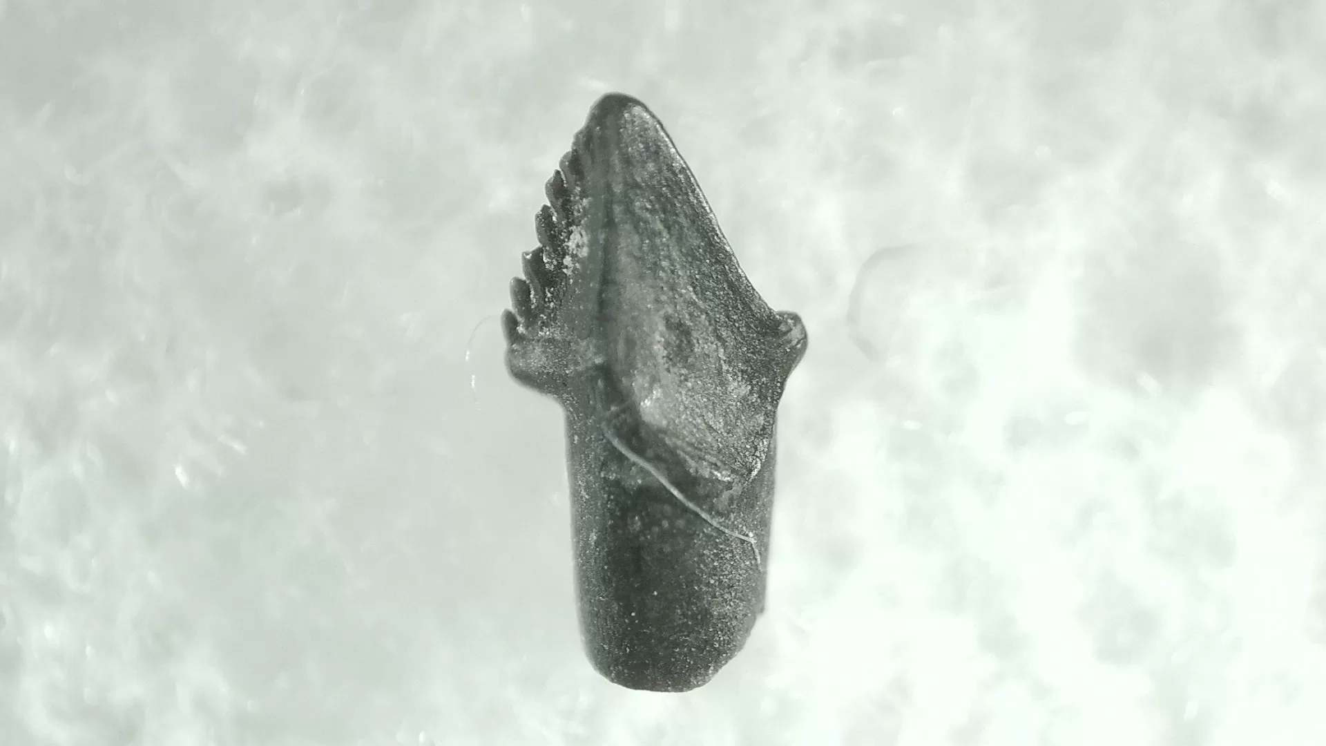 Cretaceous Montana Stegoceras Pachycephalosaur Tooth 17a | Fossils for Sale Genuine Cretaceous Stegoceras Pachycephalosaur Tooth For Sale From Montana #17a