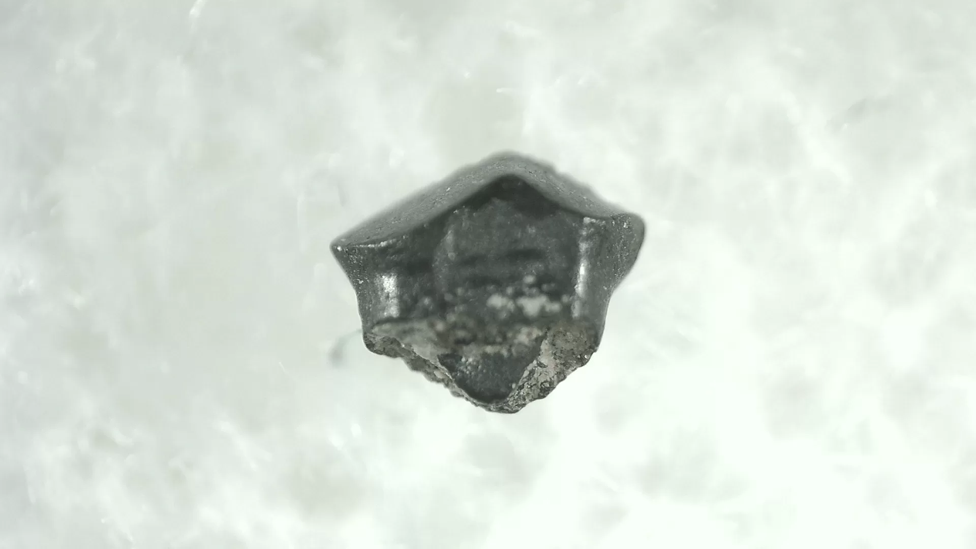 Cretaceous Montana Stegoceras Pachycephalosaur Tooth 1a | Fossils for Sale Genuine Cretaceous Stegoceras Pachycephalosaur Tooth For Sale From Montana #1a