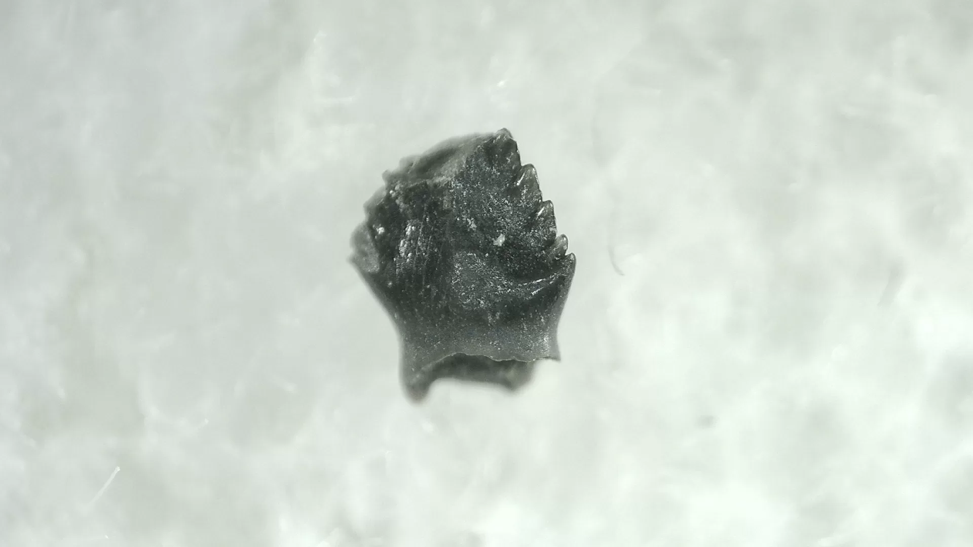 Cretaceous Montana Stegoceras Pachycephalosaur Tooth 6 | Fossils for Sale Genuine Cretaceous Stegoceras Pachycephalosaur Tooth For Sale From Montana #6