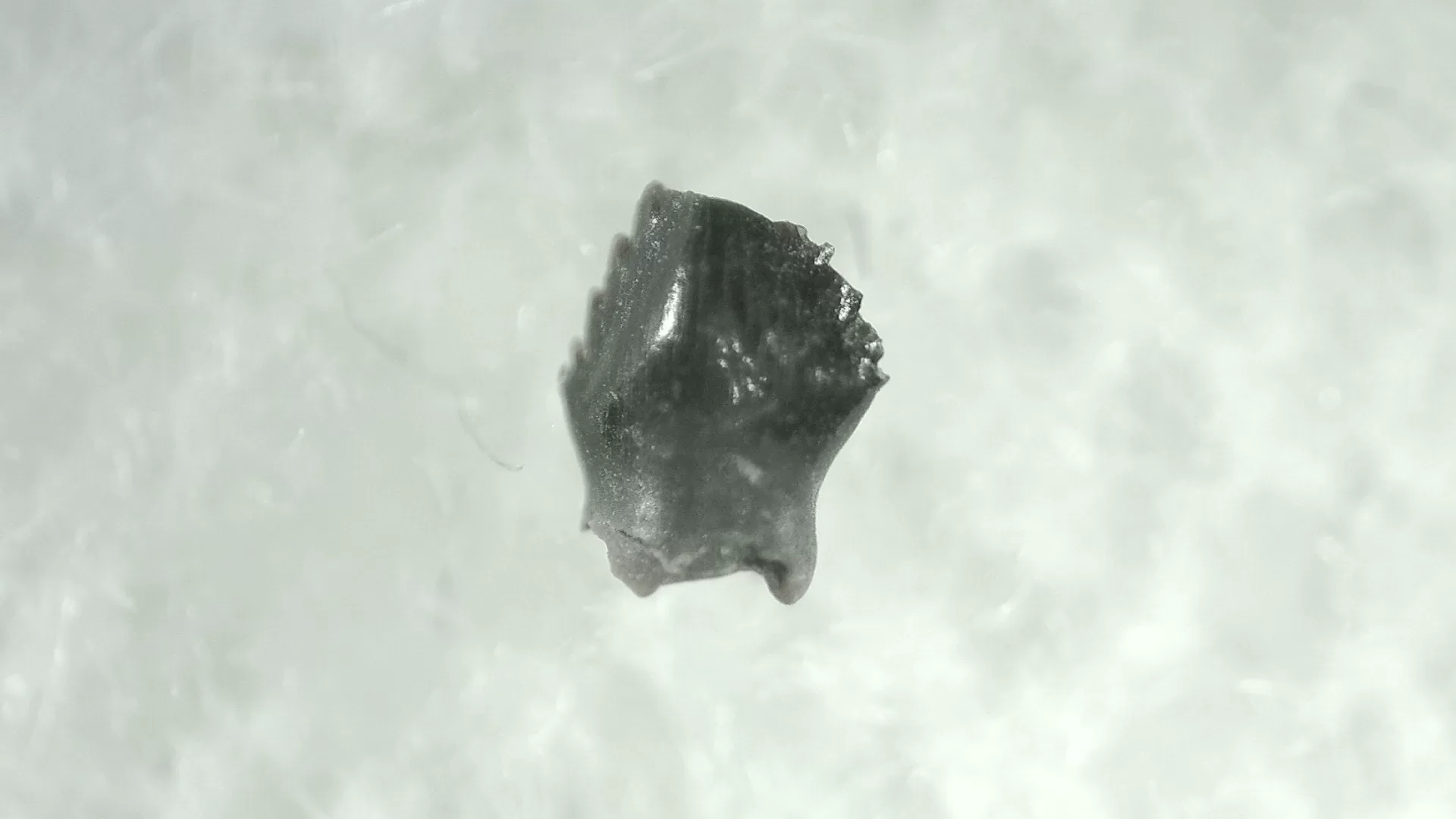 Cretaceous Montana Stegoceras Pachycephalosaur Tooth 6a | Fossils for Sale Genuine Cretaceous Stegoceras Pachycephalosaur Tooth For Sale From Montana #6a