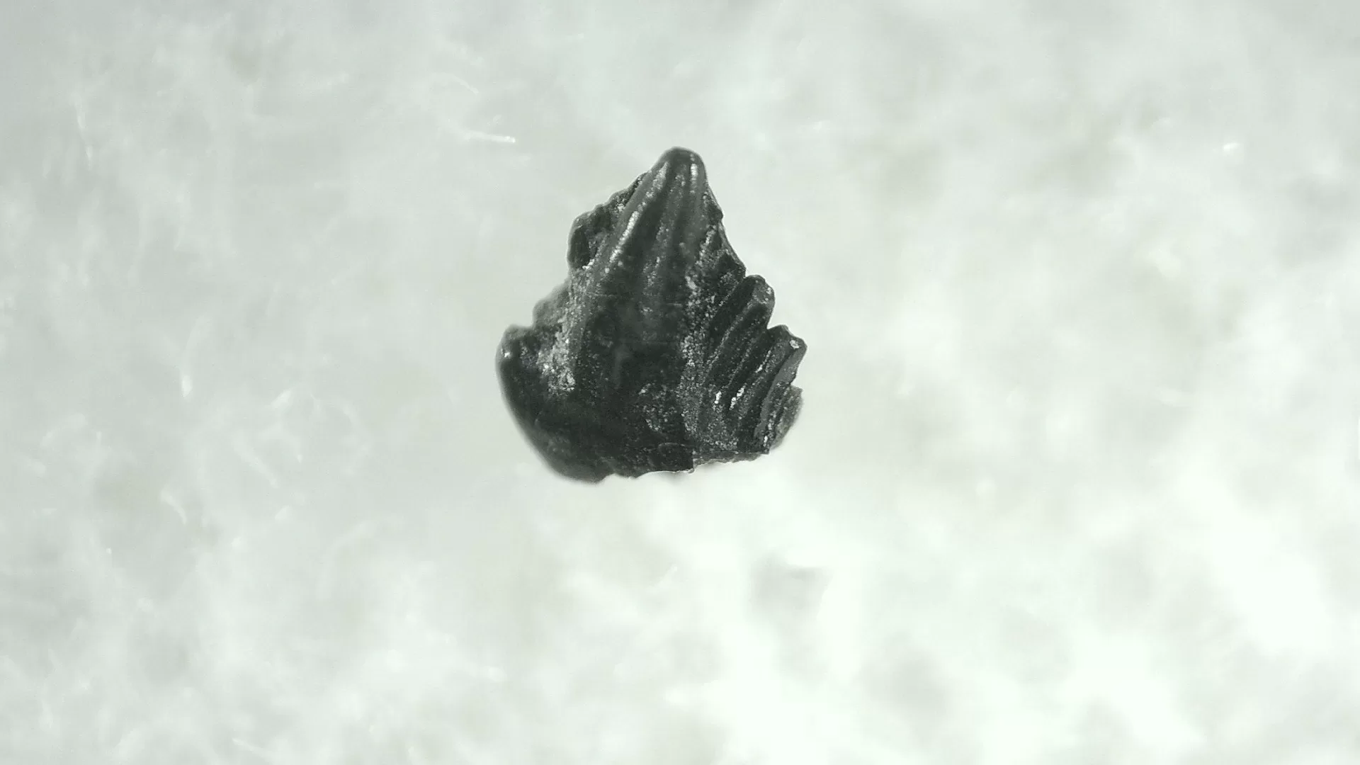 Cretaceous Montana Stegoceras Pachycephalosaur Tooth 7 | Fossils for Sale Genuine Cretaceous Stegoceras Pachycephalosaur Tooth For Sale From Montana #7