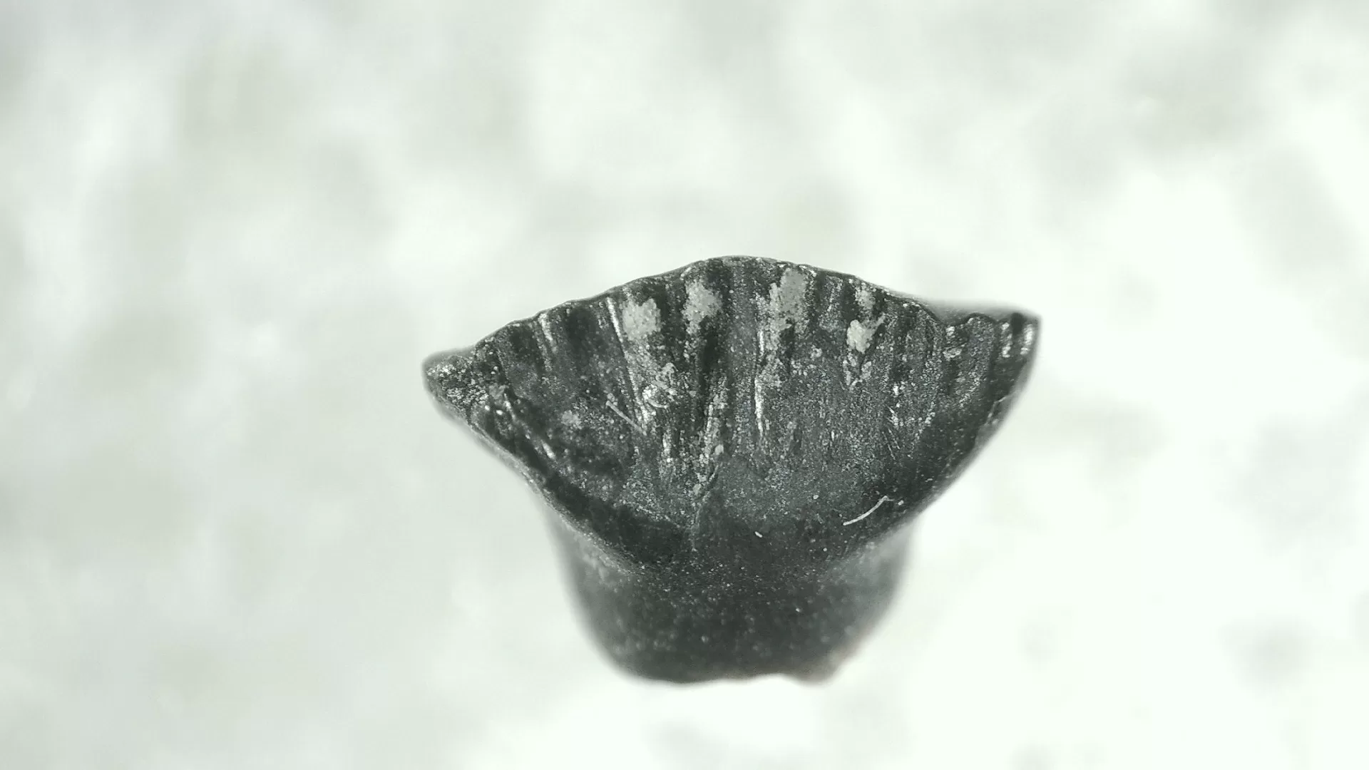 Cretaceous Montana Stegoceras Pachycephalosaur Tooth 8 | Fossils for Sale Genuine Cretaceous Stegoceras Pachycephalosaur Tooth For Sale From Montana #8