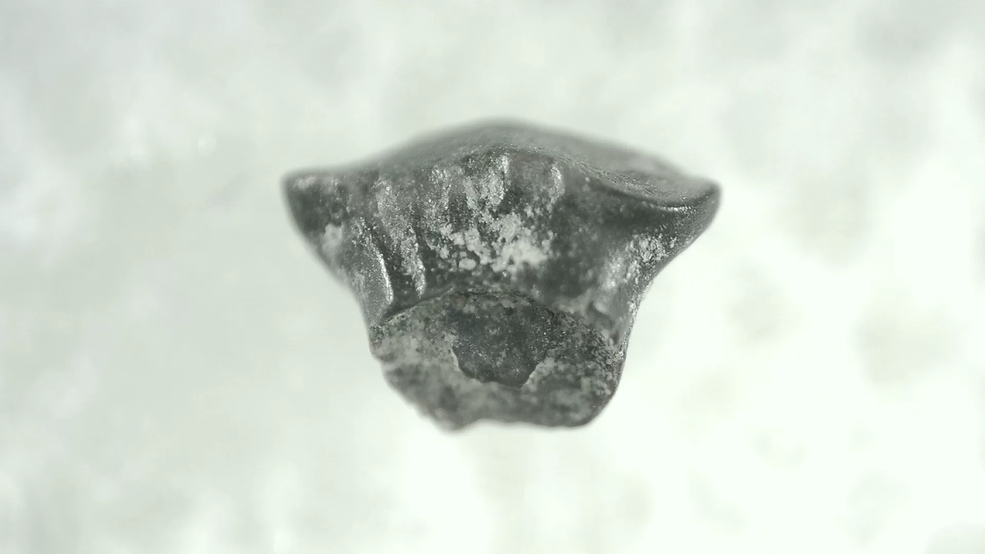 Cretaceous Montana Stegoceras Pachycephalosaur Tooth 8a | Fossils for Sale Genuine Cretaceous Stegoceras Pachycephalosaur Tooth For Sale From Montana #8a