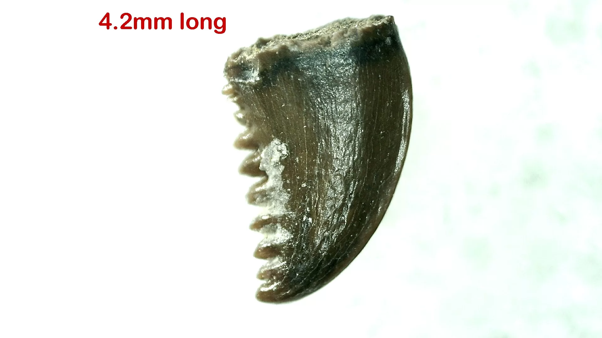 Cretaceous Montana Troodon Dinosaur Tooth 12a | Fossils for Sale Genuine Cretaceous Age Troodon Dinosaur Tooth For Sale From Montana #12a