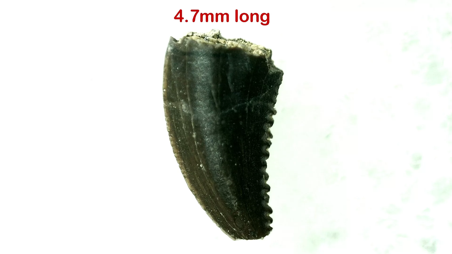 1Cretaceous Montana Troodon Dinosaur Tooth 14 | Fossils for Sale Genuine Cretaceous Age Troodon Dinosaur Tooth For Sale From Montana #14