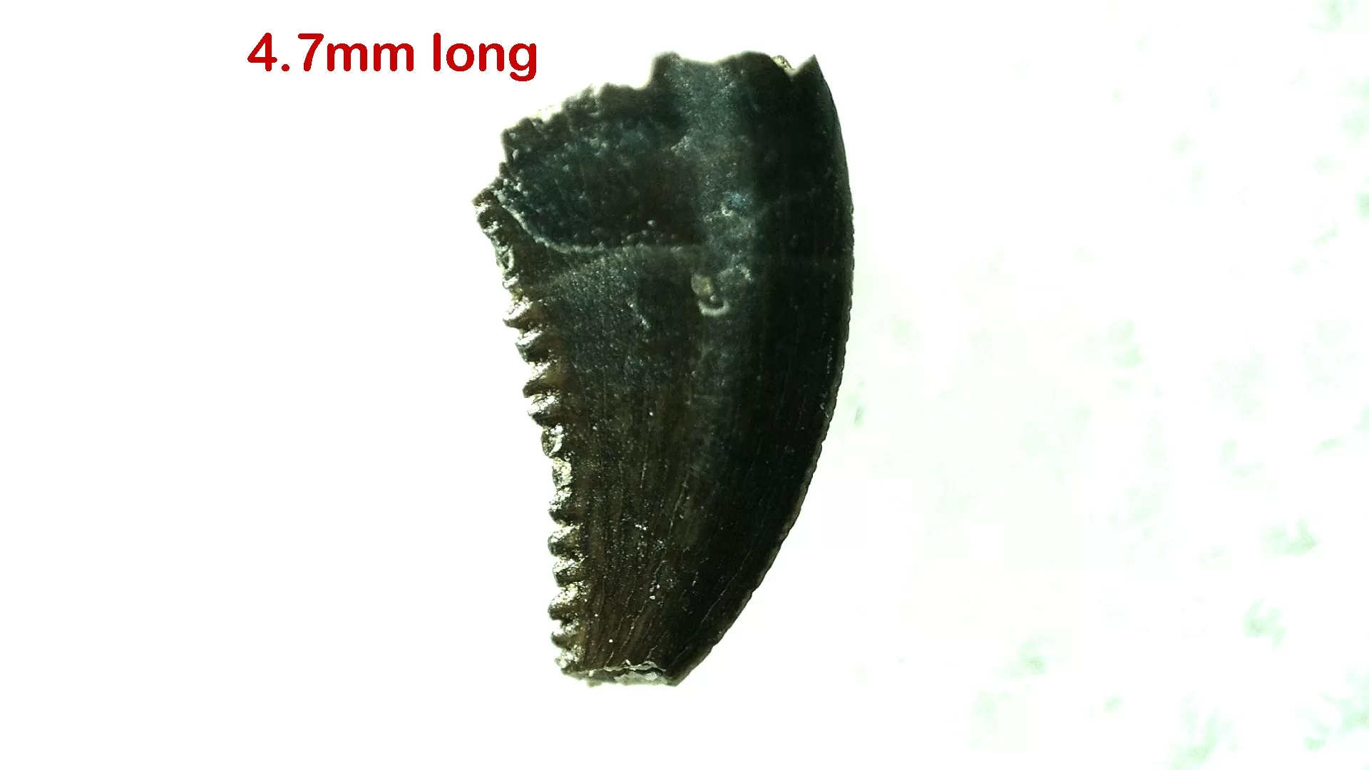 Cretaceous Montana Troodon Dinosaur Tooth 14a | Fossils for Sale Genuine Cretaceous Age Troodon Dinosaur Tooth For Sale From Montana #14a