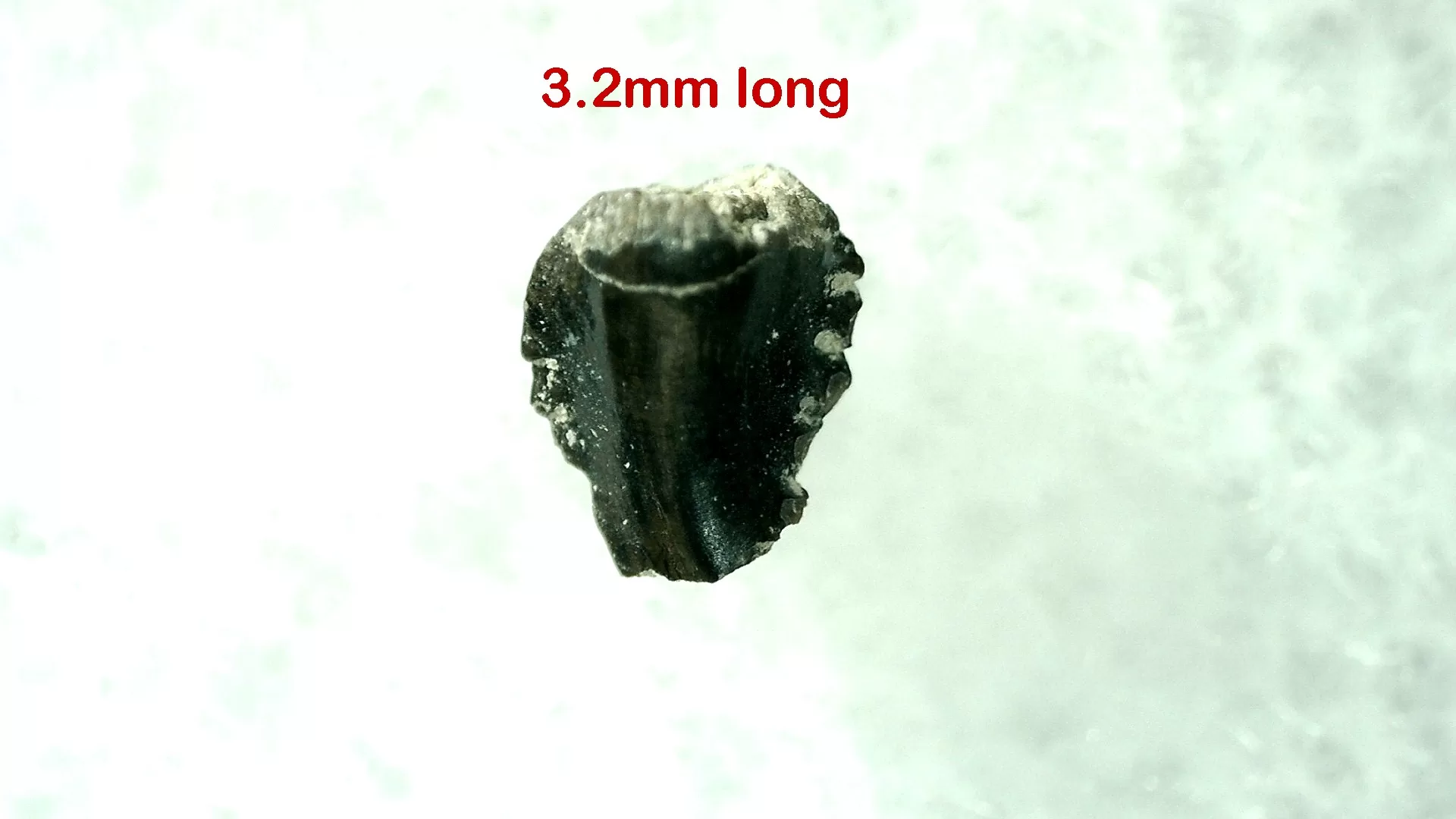 Cretaceous Montana Troodon Dinosaur Tooth 16 | Fossils for Sale Genuine Cretaceous Age Troodon Dinosaur Tooth For Sale From Montana #16