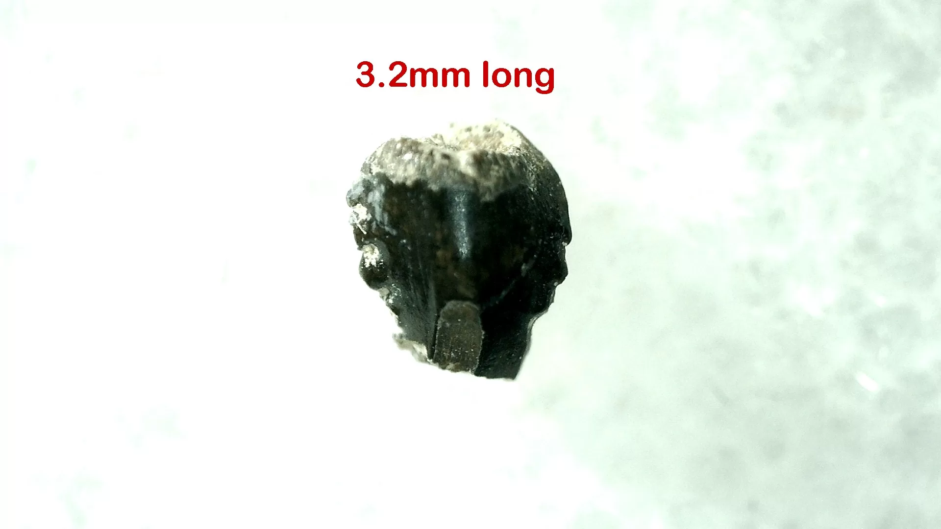 Cretaceous Montana Troodon Dinosaur Tooth 16a | Fossils for Sale Genuine Cretaceous Age Troodon Dinosaur Tooth For Sale From Montana #16a