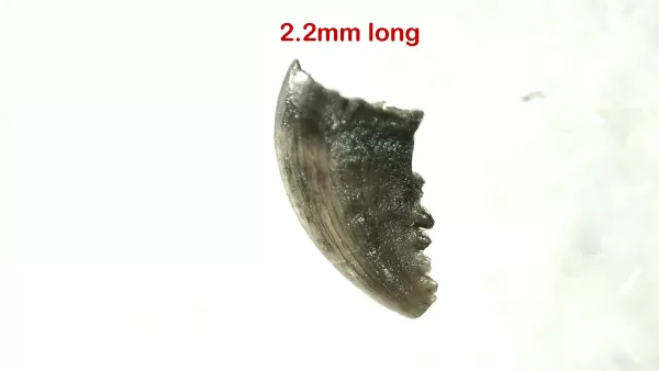 Genuine Cretaceous Age Troodon Dinosaur Tooth For Sale From Montana #1a