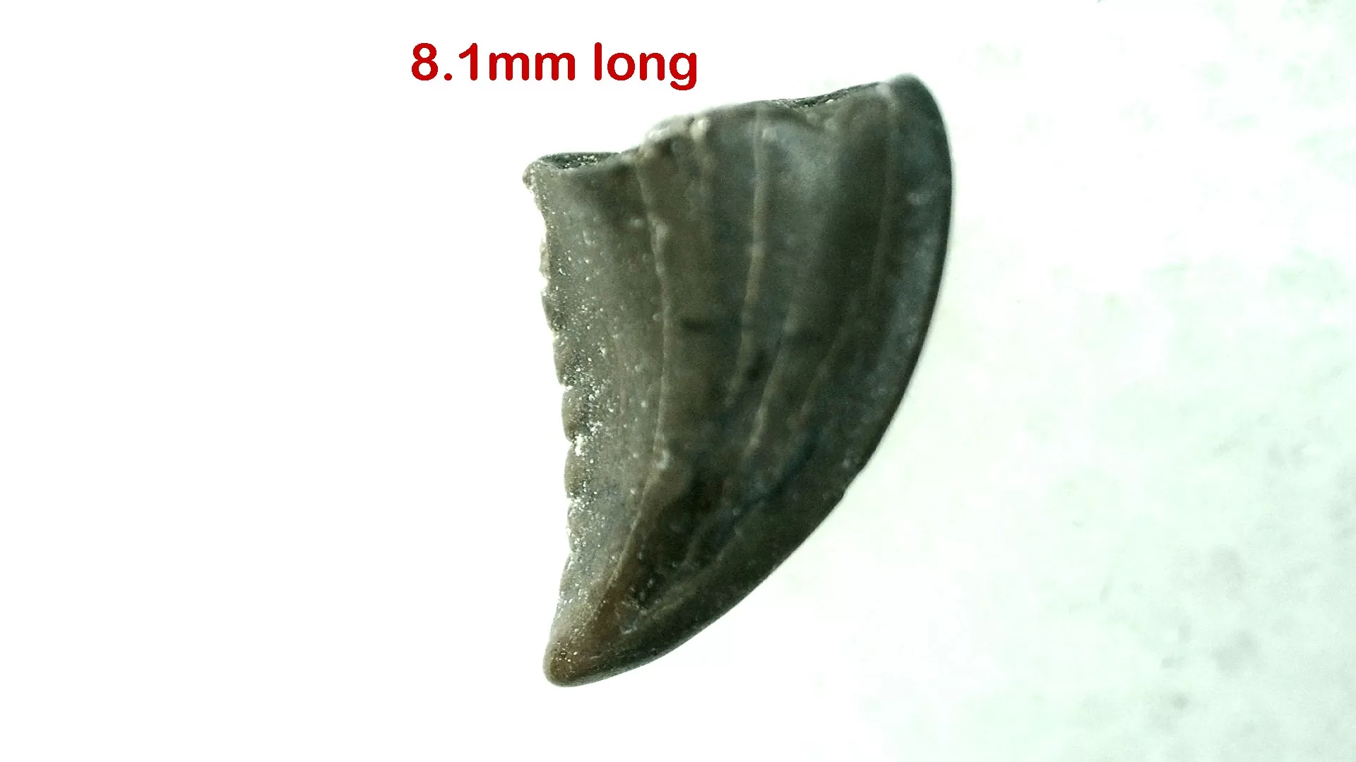 Cretaceous Montana Troodon Dinosaur Tooth 20a | Fossils for Sale Genuine Cretaceous Age Troodon Dinosaur Tooth For Sale From Montana #20a
