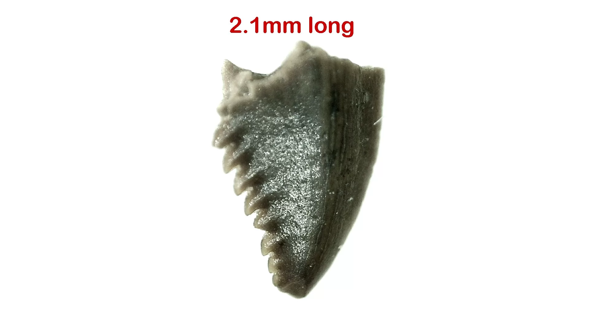 Cretaceous Montana Troodon Dinosaur Tooth 2a | Fossils for Sale Genuine Cretaceous Age Troodon Dinosaur Tooth For Sale From Montana #2a