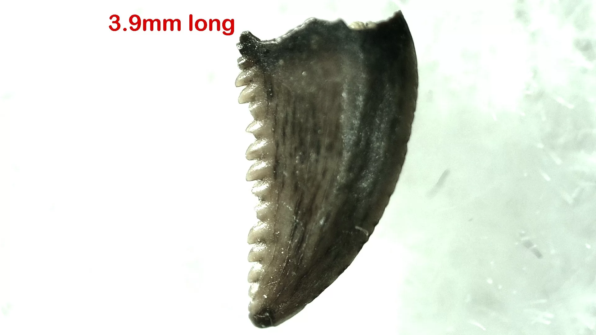 Cretaceous Montana Troodon Dinosaur Tooth 8 | Fossils for Sale Genuine Cretaceous Age Troodon Dinosaur Tooth For Sale From Montana #8