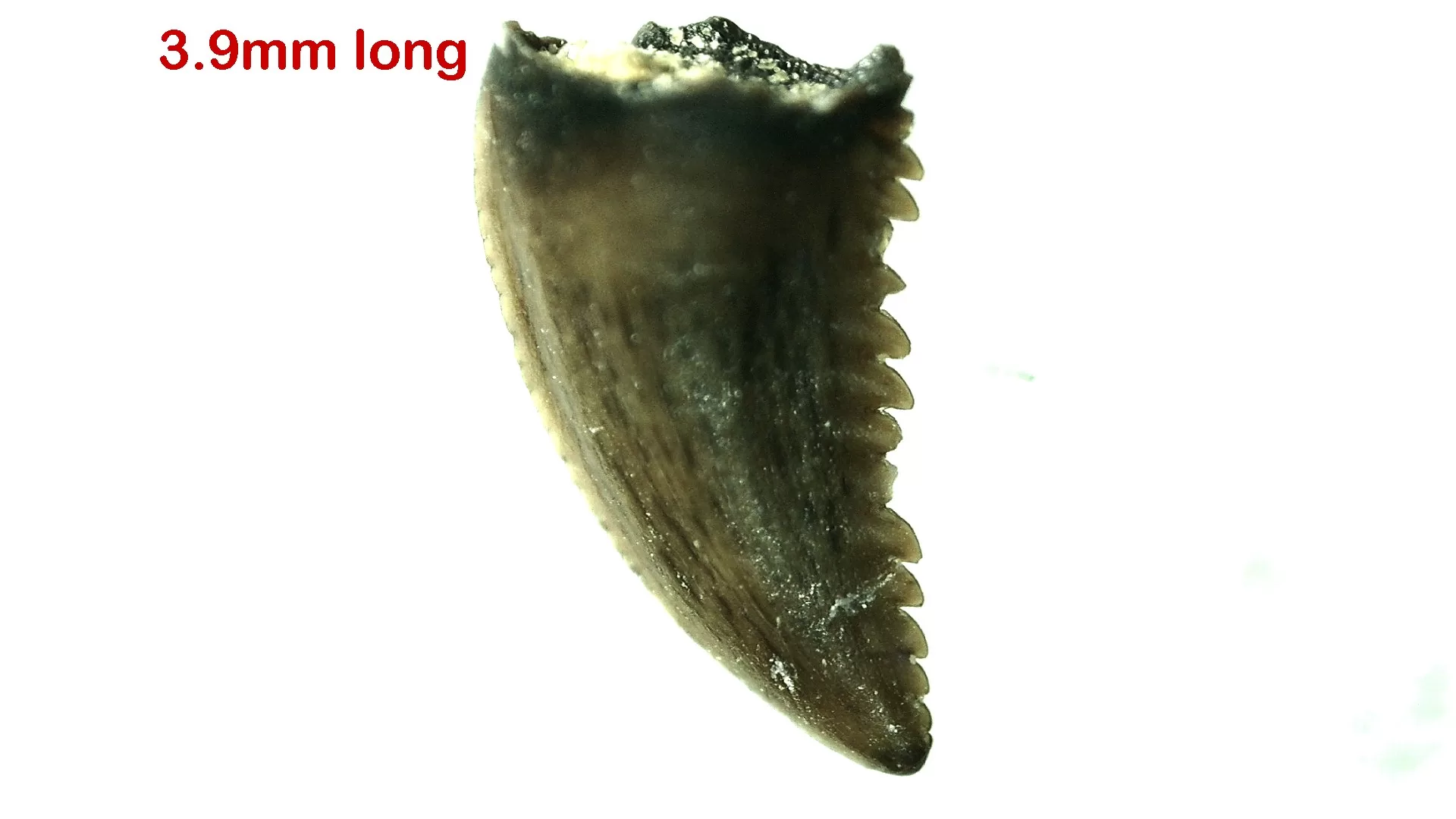 Cretaceous Montana Troodon Dinosaur Tooth 8a | Fossils for Sale Genuine Cretaceous Age Troodon Dinosaur Tooth For Sale From Montana #8a