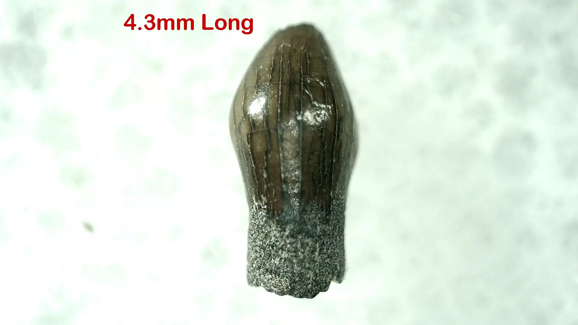 Cretaceous S. Dakota Parkosaurus Dinosaur Tooth 14 | Fossils for Sale Genuine Cretaceous Age Parkosaurus Dinosaur Tooth Fossil For Sale From South Dakota #14