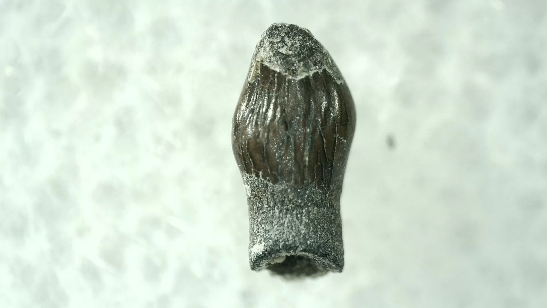 Cretaceous S. Dakota Parkosaurus Dinosaur Tooth 14a | Fossils for Sale Genuine Cretaceous Age Parkosaurus Dinosaur Tooth Fossil For Sale From South Dakota #14a