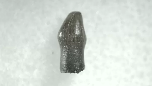 Genuine Cretaceous Age Thescelosaurus Dinosaur Tooth For Sale From South Dakota #47a