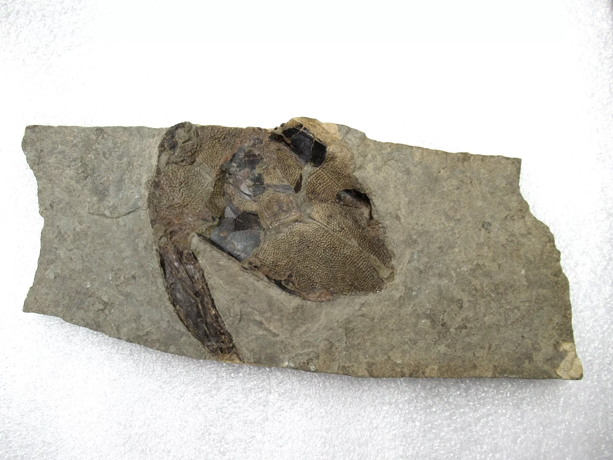 Devonian Canadian Bothriolepis Placoderm 1 | Fossils for Sale