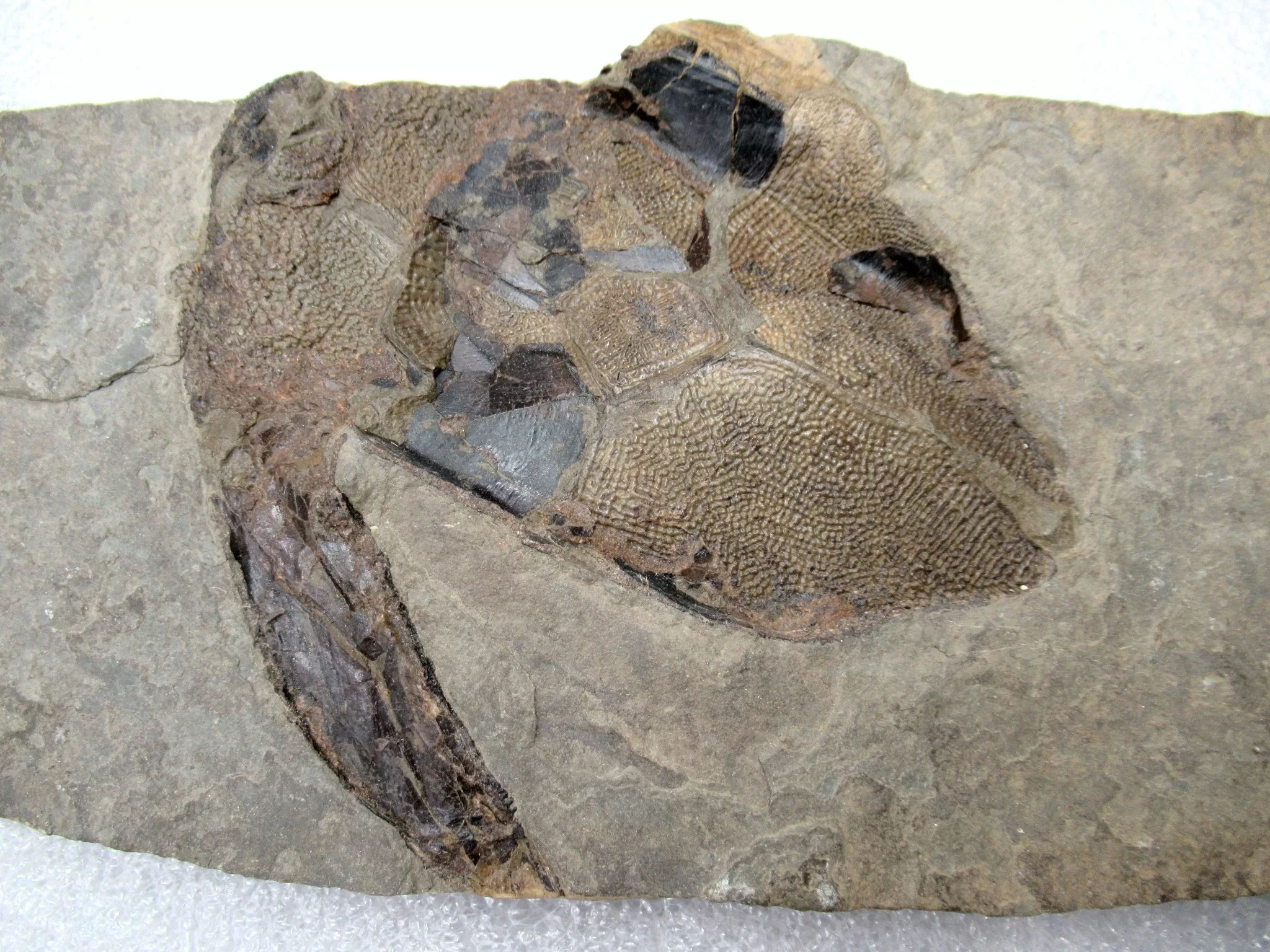 Devonian Canadian Bothriolepis Placoderm 1a | Fossils for Sale
