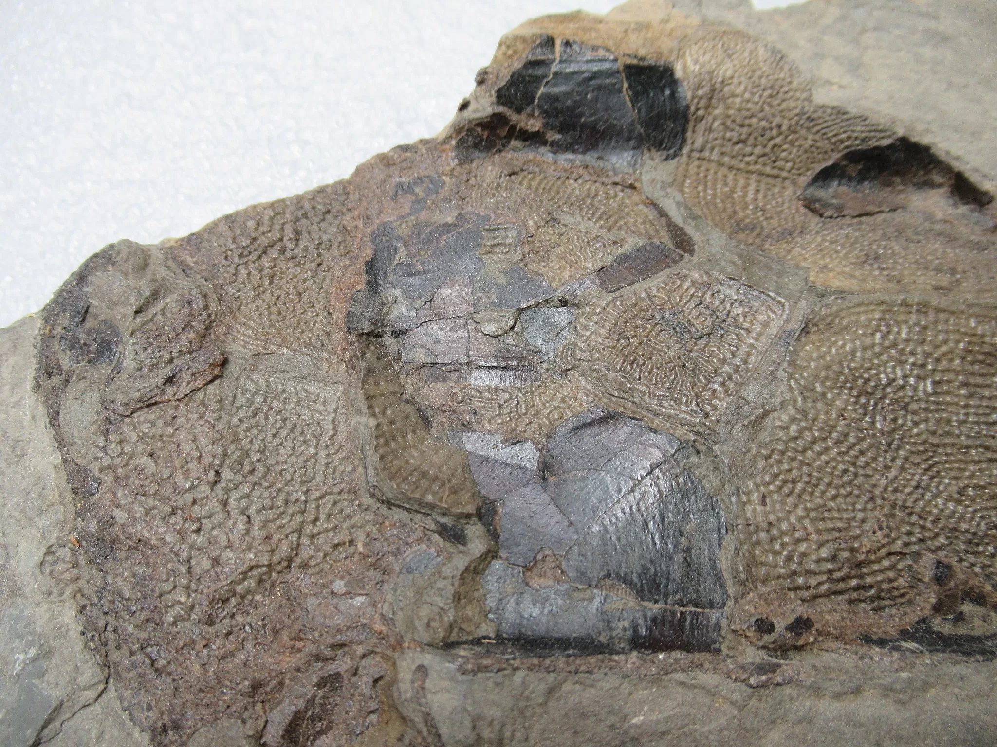 Devonian Canadian Bothriolepis Placoderm 1b | Fossils for Sale